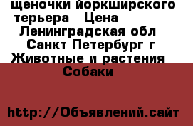 щеночки йоркширского терьера › Цена ­ 10 000 - Ленинградская обл., Санкт-Петербург г. Животные и растения » Собаки   